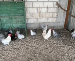 البيع دجاج فيومي 4 دجاجات وديج بياض او البدل مع دجاج عربي قديم سيافي ترثه دندراوي ولا احمر