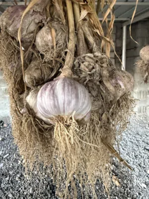 ثوم عماني مال سنه