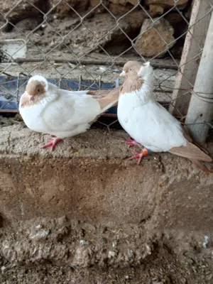 حمام ارباش للبيع او للبدل