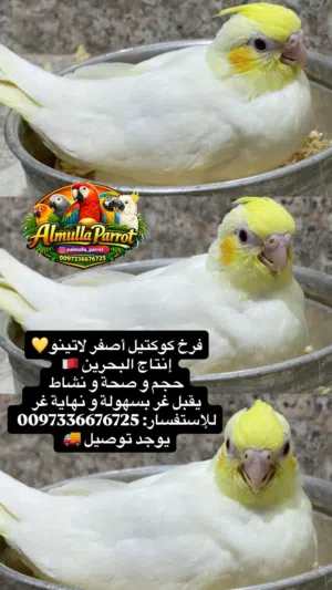 كوكتيل اصفر لاتينو