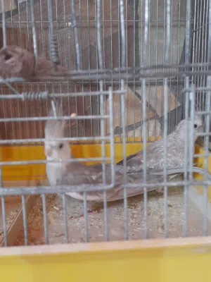 فراخ كوكتيل للزق اليدوي وموجود جواز مع فراخهم