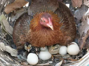 مطلوب جاجه راقده بدون بيض