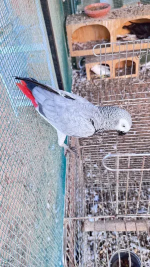 كاسكو  أليف ويتكلم