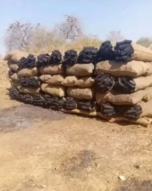 شحنة فحم طلح 100جوال