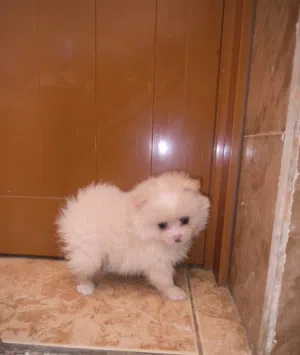 Mini Pomeranian