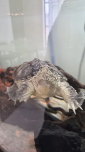 snapping turtle