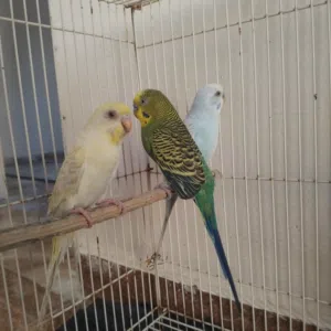 بغبغاء البادجي
