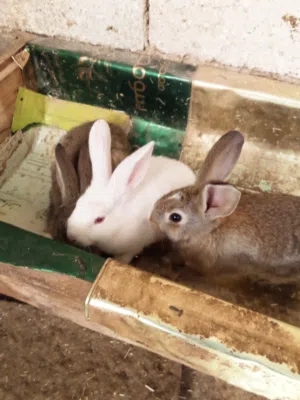 ارانب للبيع عدد 10 للبيع بسعر لقطة