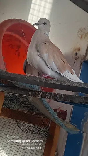 طيور للبيع