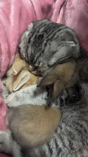 للبيع أرانب