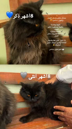 قطط شيرازي ذكر و انثى العمر ثامنيه اشهر 35ريال  لي الواحد قابل لي التفاوض