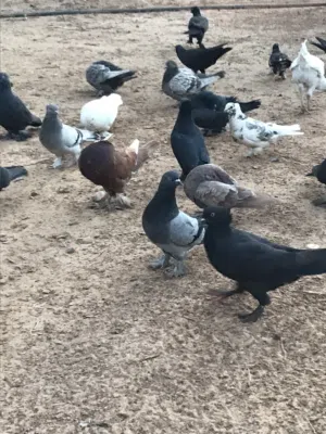 حمام شقلاب