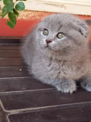 قطه سكوتش رمادي