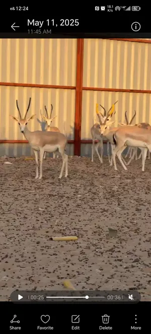 ‏غزلان‏0