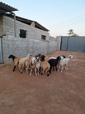 ‏غنم‏4