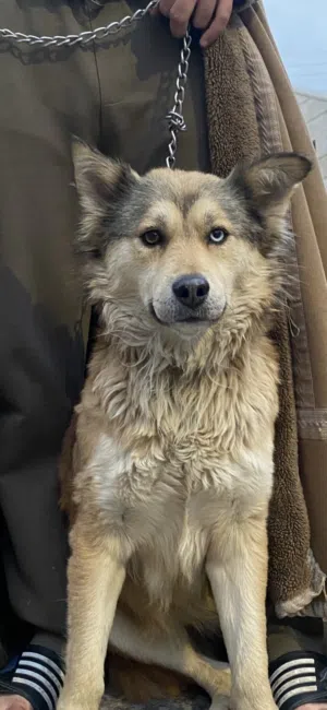 كلبه هاسكي بيور للبيع