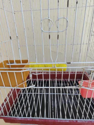 قفص ببغاء مستعمل بس نظيف يصلح لي كوكتيل أو ذره أو بركديلو