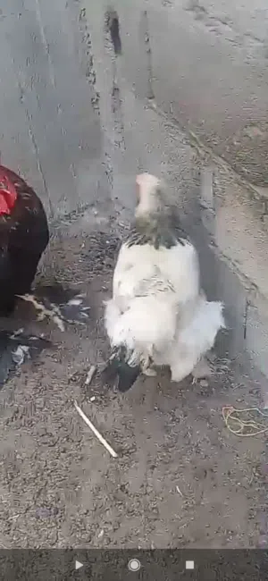 عرض بيع زوج براهما اباء منتجين مضمون اباء على الشرط