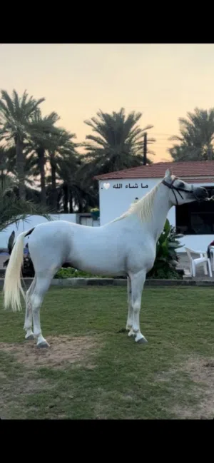 خيل عربي اصيل
