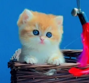 Elite Whiskers 