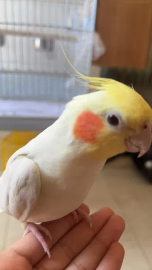 كوكتيل لاتينو اليفه جدا انثى جميله جدا ما بتعض أبدا للبيع  العمر تقريبا سنه  و نص اليفه جدا جدا