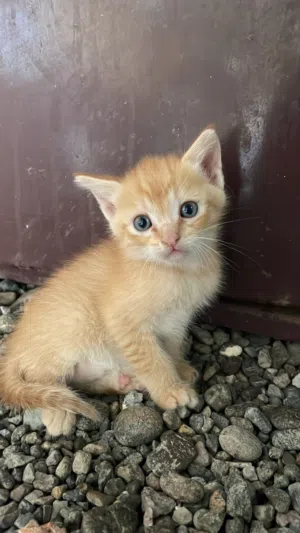 قطط حلوه وصغيره