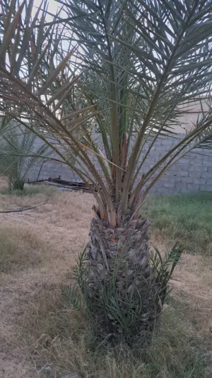 جبارة بكراري