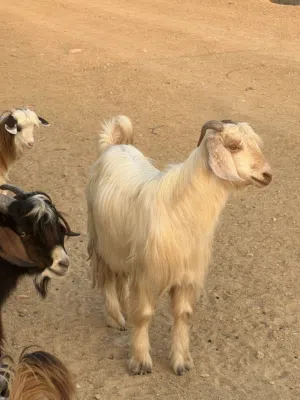 جدايه للبيع