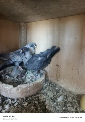 جوز جلوف قراقطه
