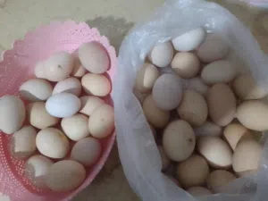 متوفر بيض دجاج برهما عملاق اللون وحجم الله يبارك