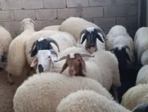 15 خروف للبيع
