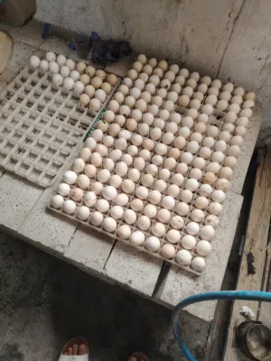 بيض بلدي مخصب