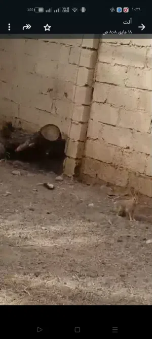 ارنب بري من يوم صغير متعود على لمحميه