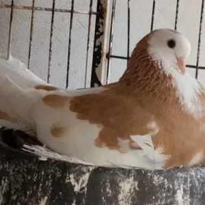 عبدالله ابوعنيزة 