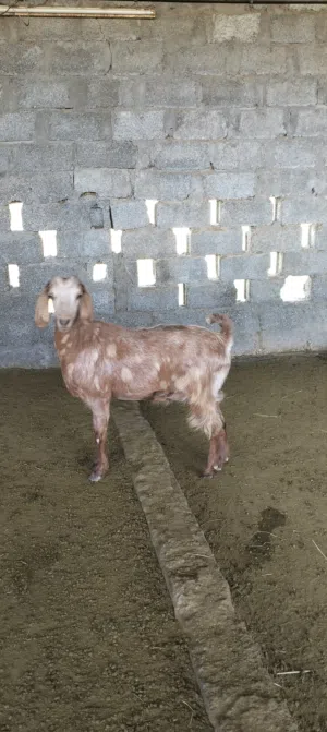 ماعز تهجين باكستاني ماشاء الله