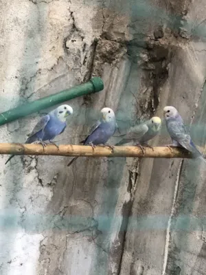 طيور حب محميه نثيه وذكر ووياه 3 مخاليف