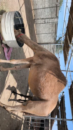 ناقه للبيع مع ولدها أبوها بعير الشبيبي ود مصيحه  أبو لجعود ود لغزيله بعير لوى نصيب