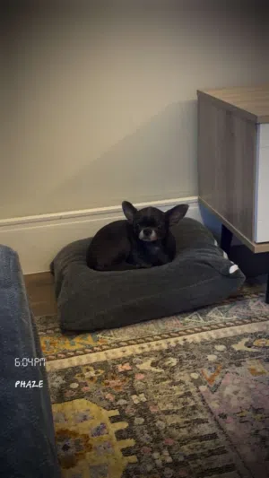 Chihuahua Female for Sale