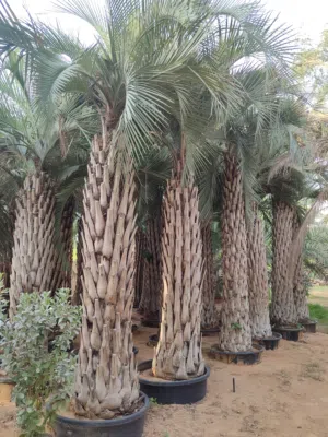Butia Palm (Jelly Palm)