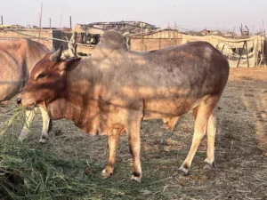 لحم ثور ( الربع ) مطعوم طعام الدار