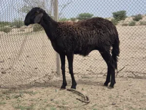 جاعده سودانيه