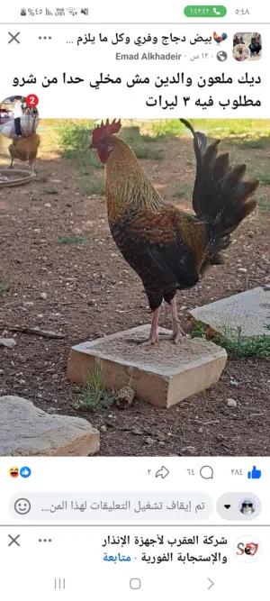 ديوك عدد20 ديك العمر ثلاث شهور بلدي وفيومي