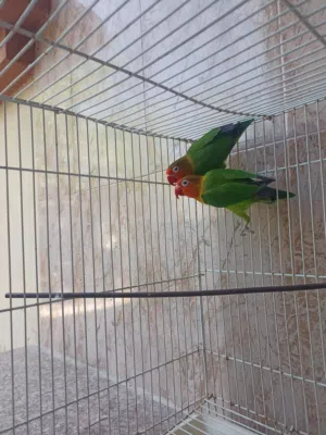 زوج فيشر منتج ما شاء الله طول وحجم وأقل عن سعر السوق