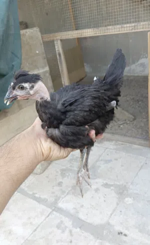 دجاجه ام ركيبه. عمرها 3 اشهر. صحه فول