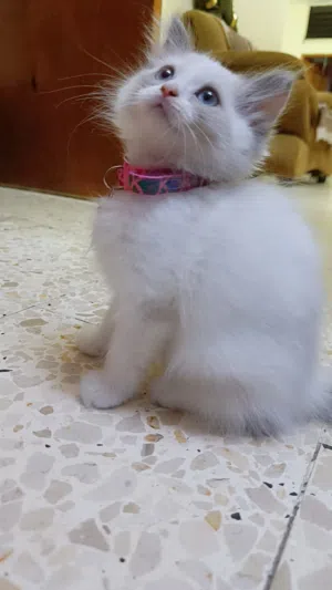 قطط هملايا