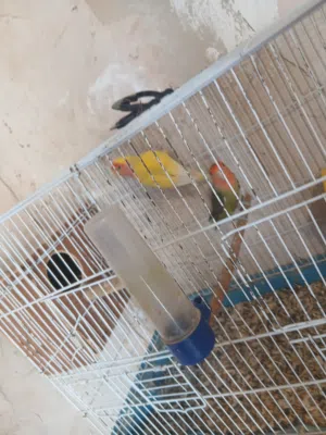 كوبيه بركديلو