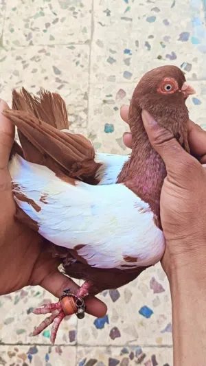 للبيع متاح فحول كش 15 و3 جواز