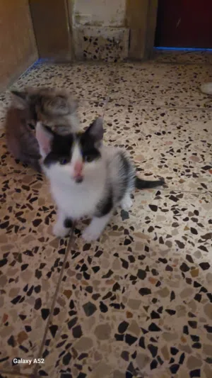 قطه تاكسيدو كتن للبيع