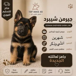 ذكر وانثي جيرمن مستوى فاخر