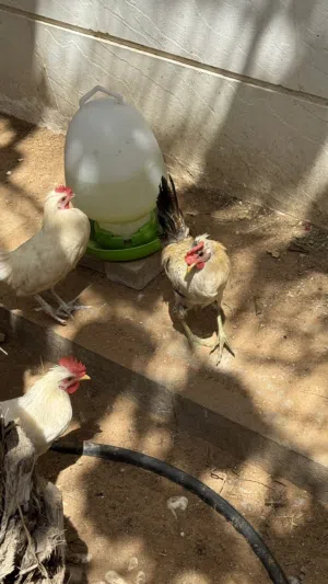 3 دياكة عربية صغار للبيع